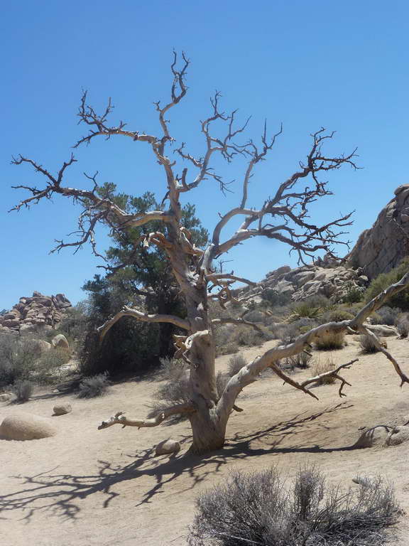 Joshua Tree National Park
